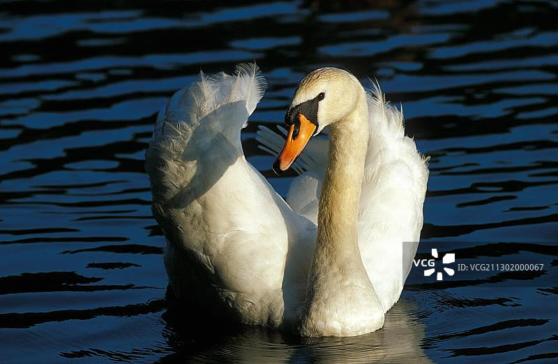 疣鼻天鹅(天鹅色)图片素材