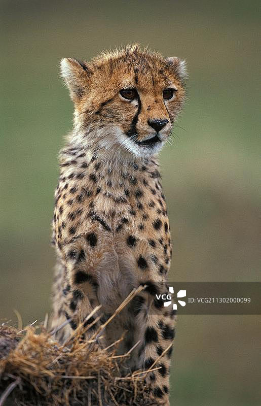 猎豹，肯尼亚马赛马拉图片素材