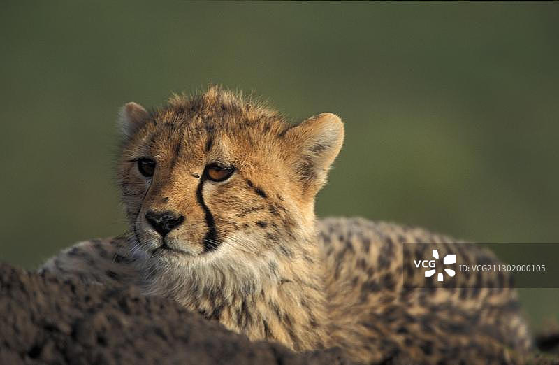 猎豹，肯尼亚马赛马拉图片素材