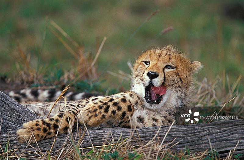 猎豹，肯尼亚马赛马拉图片素材