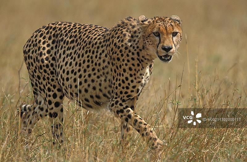 猎豹，肯尼亚马赛马拉图片素材