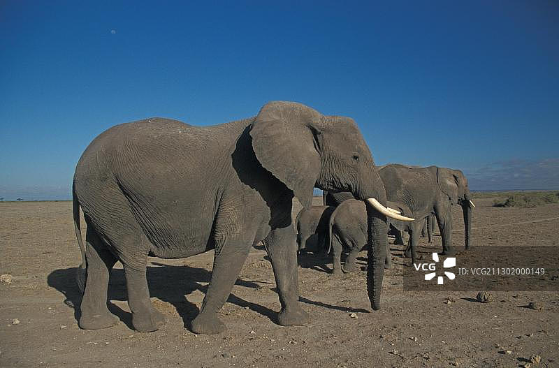 非洲象，安博塞利国家公园，肯尼亚，非洲图片素材
