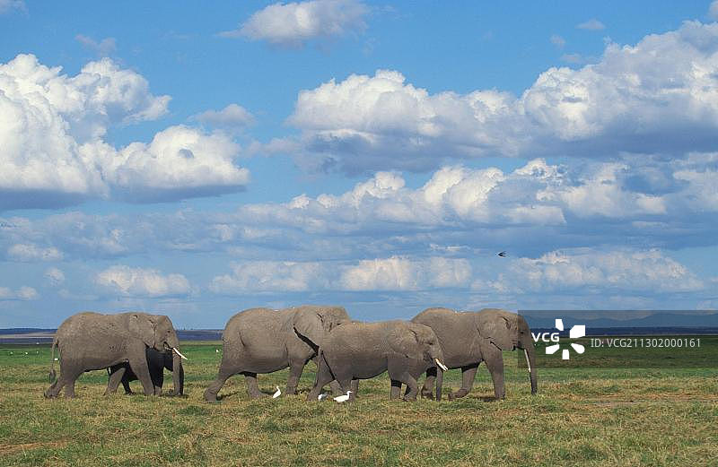 非洲象，安博塞利国家公园，肯尼亚，非洲图片素材