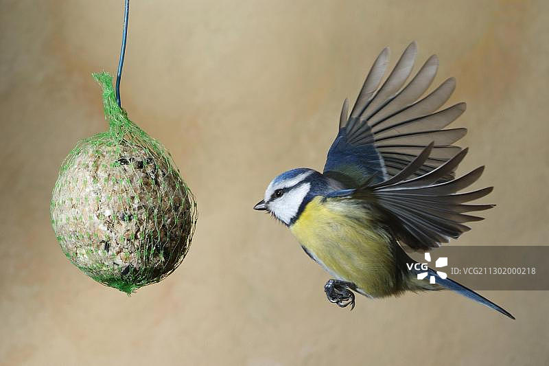 飞翔的蓝山雀图片素材
