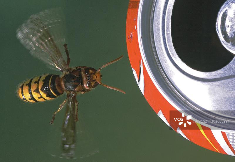 在可口可乐罐上的欧洲胡蜂（Vespa crabro）图片素材