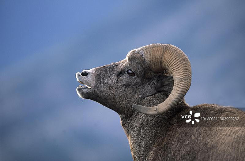 加拿大贾斯珀国家公园的燃烧的野山羊图片素材