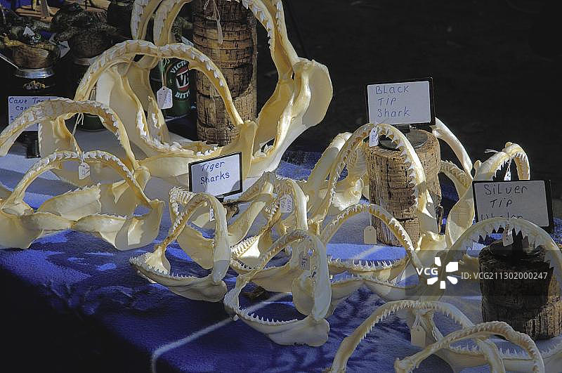 澳大利亚北部达尔文市场上的鲨鱼牙齿图片素材