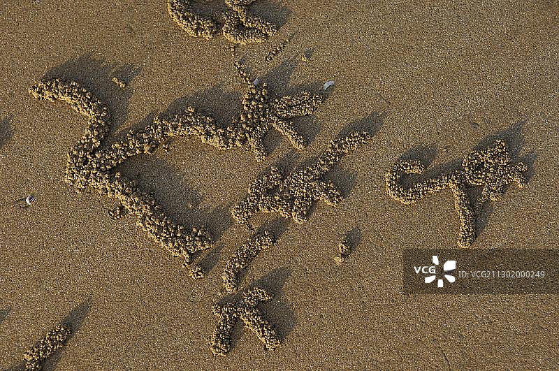 澳大利亚北部海滩上的招潮蟹痕迹图片素材