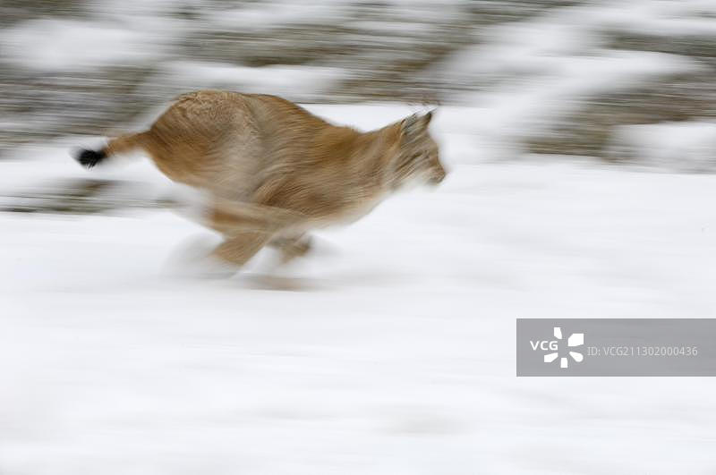 奔跑的欧亚猞猁图片素材