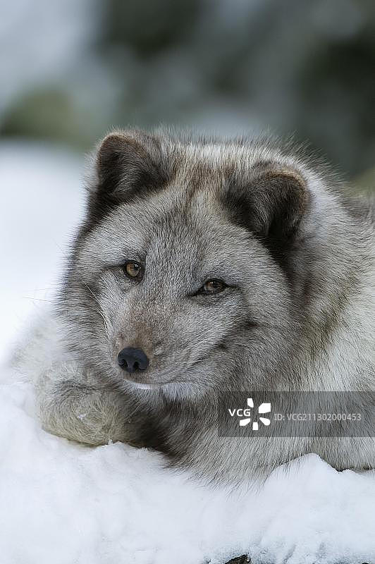 北极狐图片素材