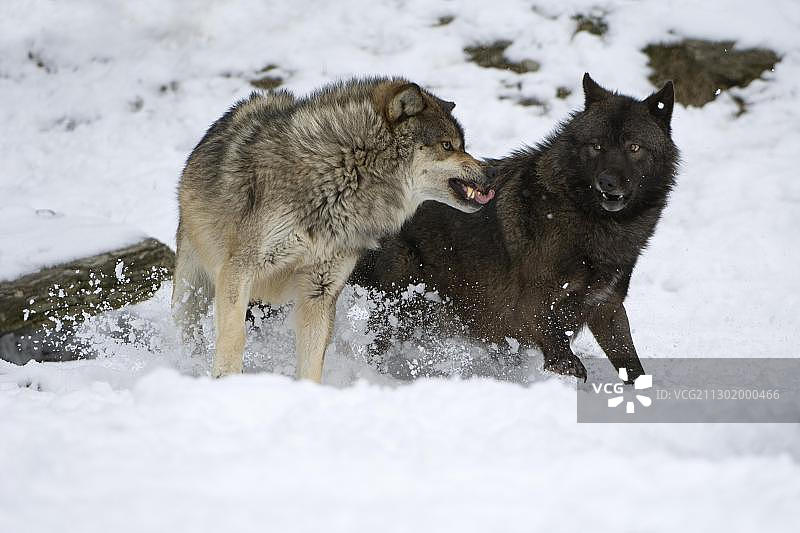 东方森林狼（Canis lupus lycaon）的战斗图片素材
