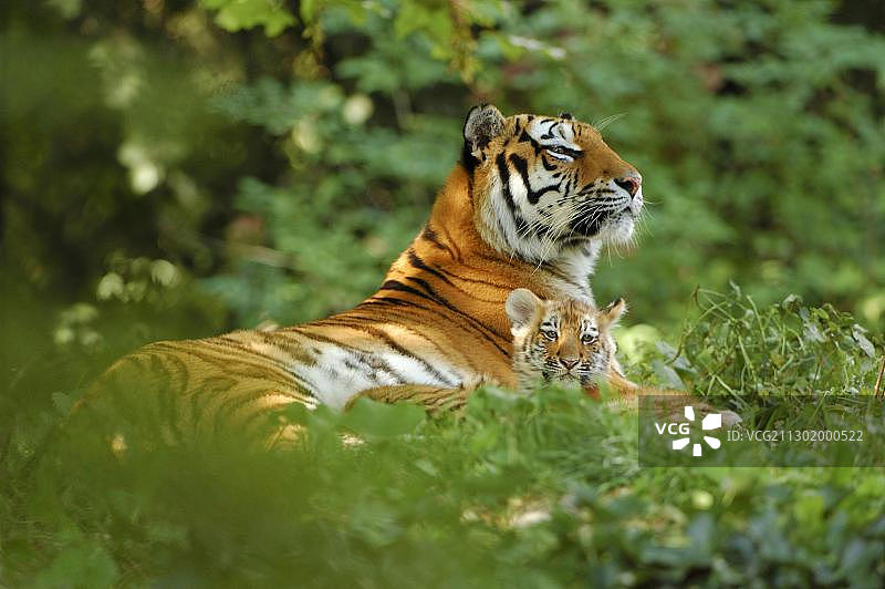 西伯利亚虎与幼崽图片素材