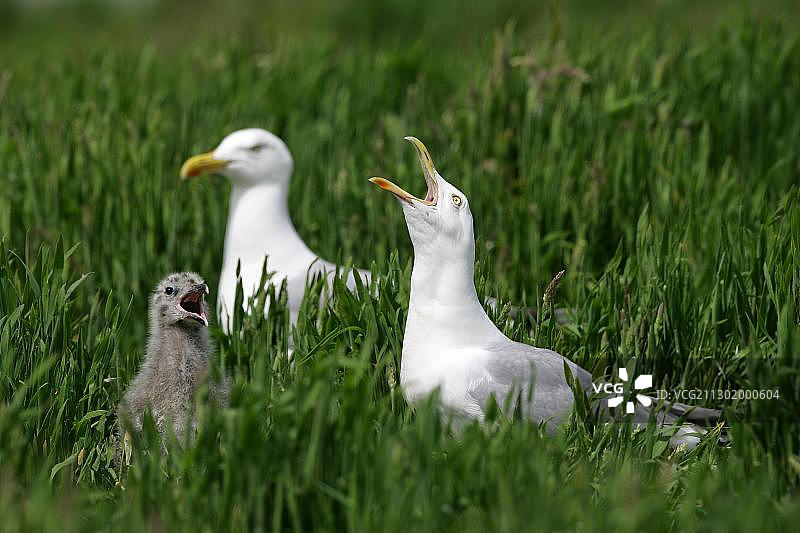 尖叫的银鸥——繁殖区内的一对与小鸡图片素材