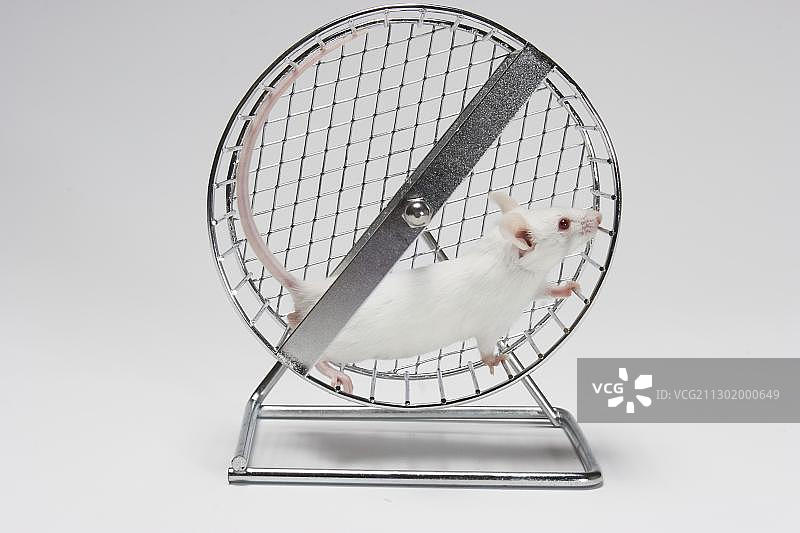 跑步轮里的老鼠图片素材
