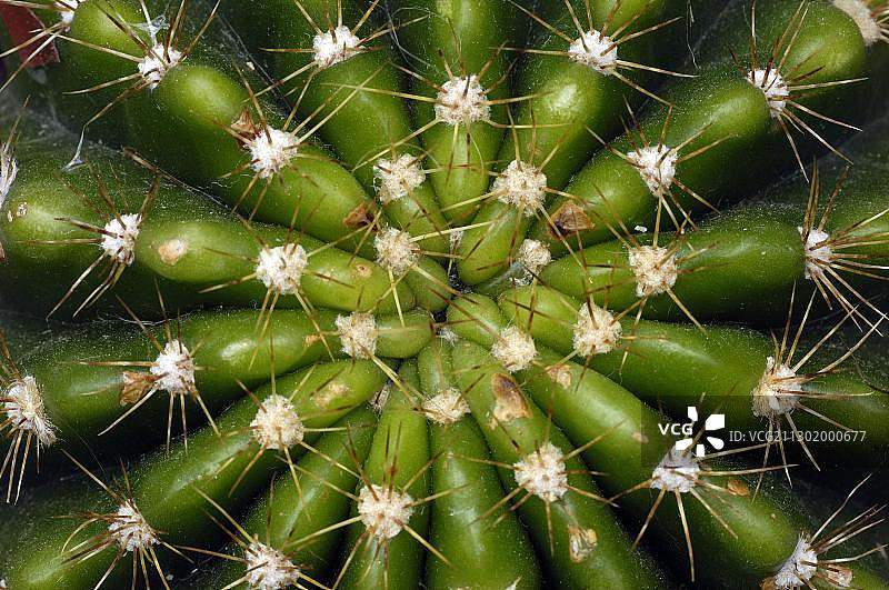 仙人球图片素材