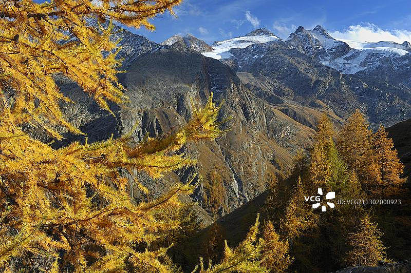 欧洲意大利格兰帕拉迪索国家公园的秋季落叶松图片素材