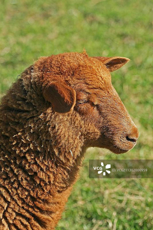 科堡 Fuchs绵羊羔羊（Ovis gmelini aries）图片素材