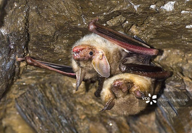 大鼠耳蝠 (Myotis myotis)图片素材