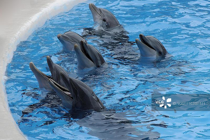 西班牙加那利群岛特内里费岛，鹦鹉公园海豚表演图片素材