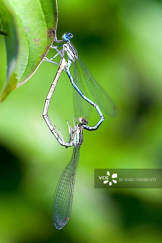 豆娘交配图片素材