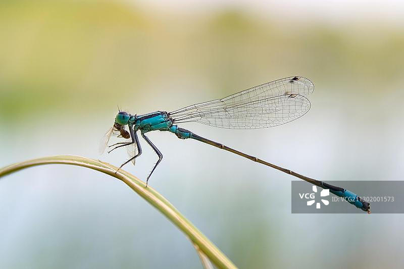 正在觅食的蓝尾豆娘图片素材