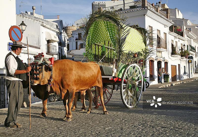 西班牙安达卢西亚的牛拉车图片素材