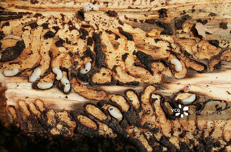 树皮甲虫幼虫图片素材