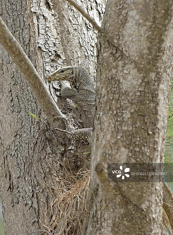 孟加拉巨蜥图片素材