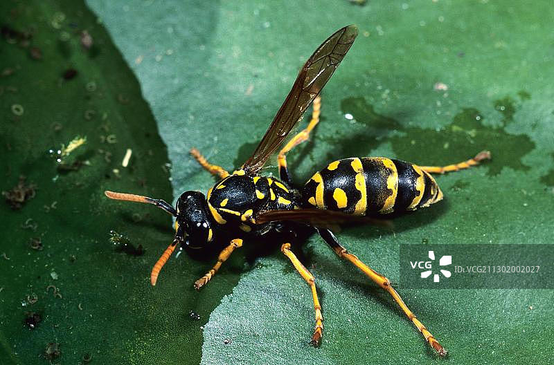 黄纸胡蜂图片素材