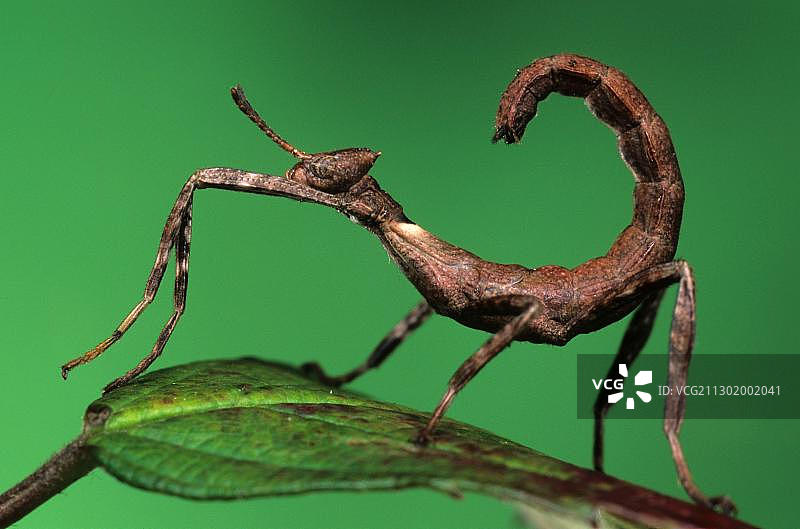 圈养的麦克利幽灵竹节虫幼虫图片素材