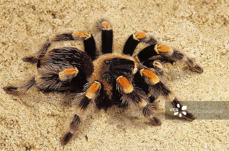 墨西哥红膝狼蛛图片素材