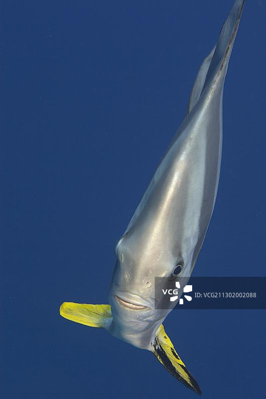 亚洲马尔代夫的长鳍蝙蝠鱼图片素材