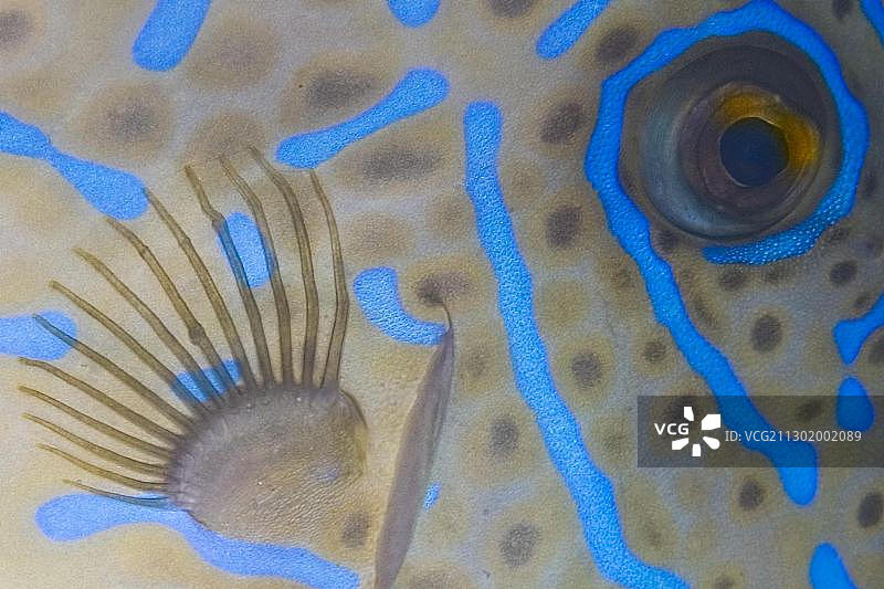 丝背鲀的眼睛图片素材