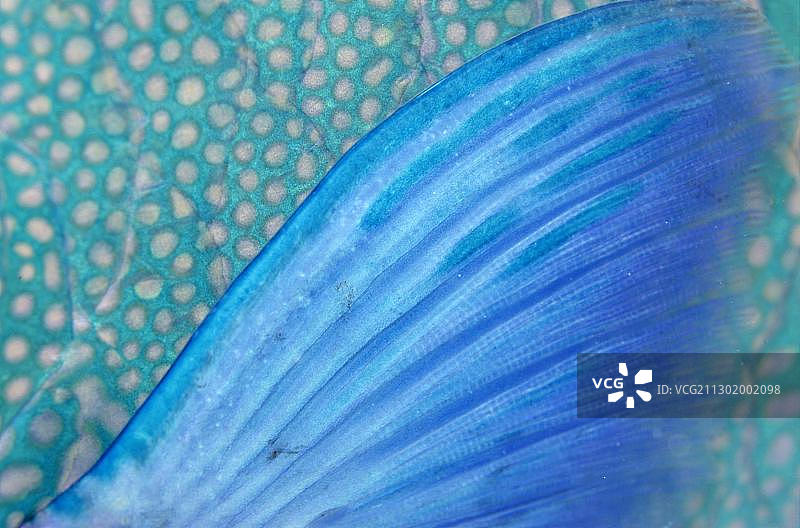 鹦鹉鱼，鳍，隆头鱼亚科，马尔代夫，亚洲图片素材