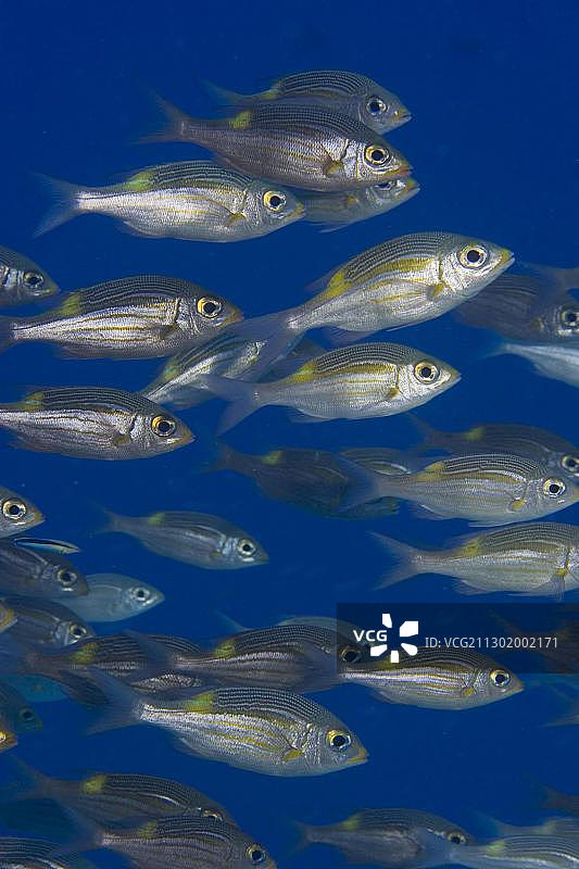 金线鲷鱼图片素材