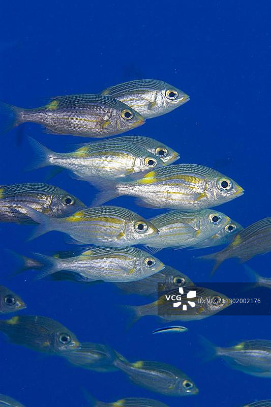 金线鲷鱼图片素材