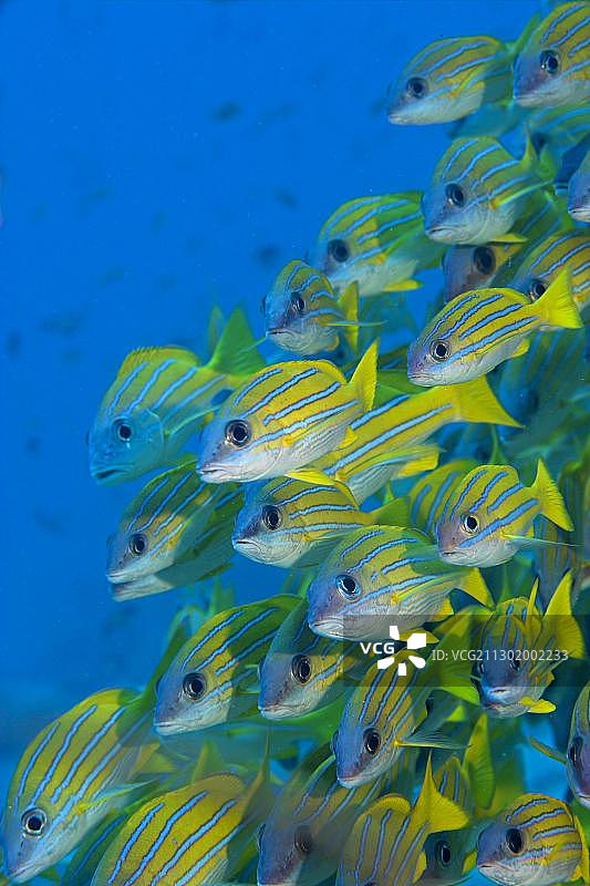 蓝纹笛鲷（卢氏笛鲷），马尔代夫，亚洲图片素材