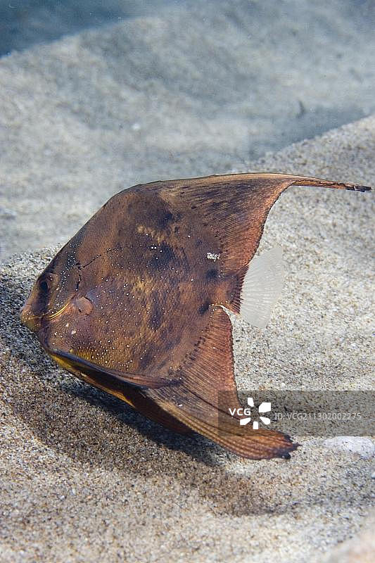 幼年圆板鱼图片素材