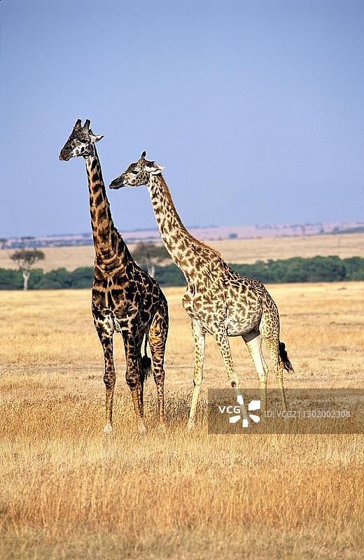 长颈鹿图片素材