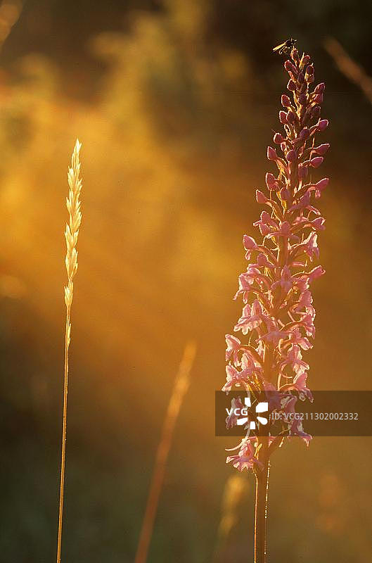 香兰（Gymnadenia conopsea）图片素材