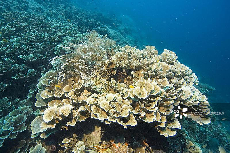 菲律宾太平洋珊瑚礁图片素材