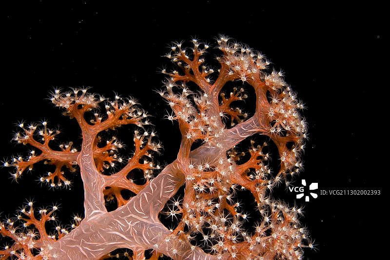 菲律宾太平洋亚洲的软珊瑚图片素材