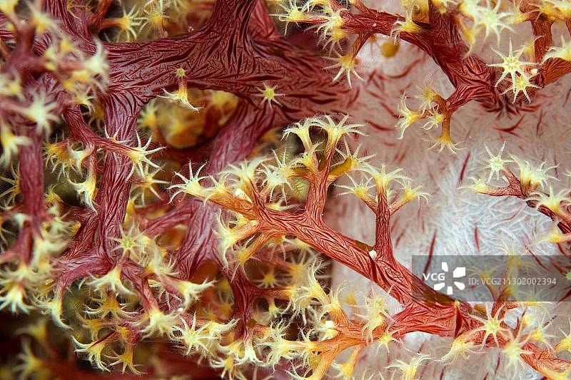 菲律宾太平洋海域的软珊瑚细节图片素材