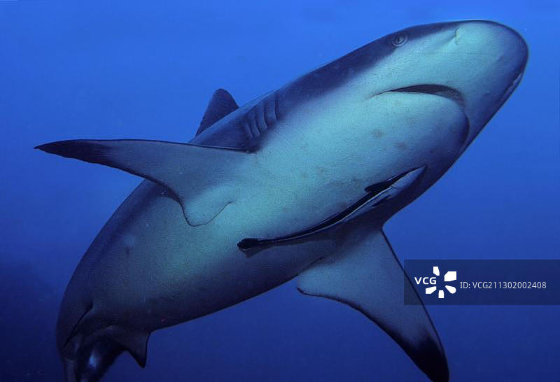 灰礁鲨，马尔代夫，印度洋图片素材