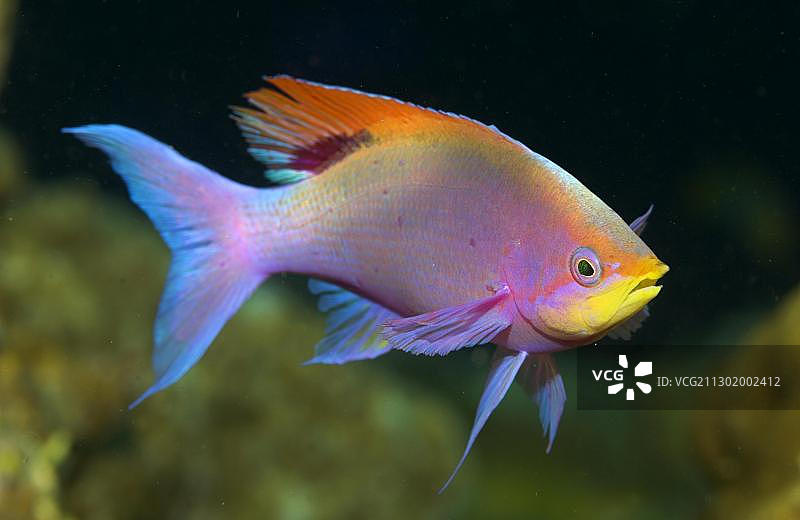 紫色的公花鮨，菲律宾，太平洋，亚洲图片素材