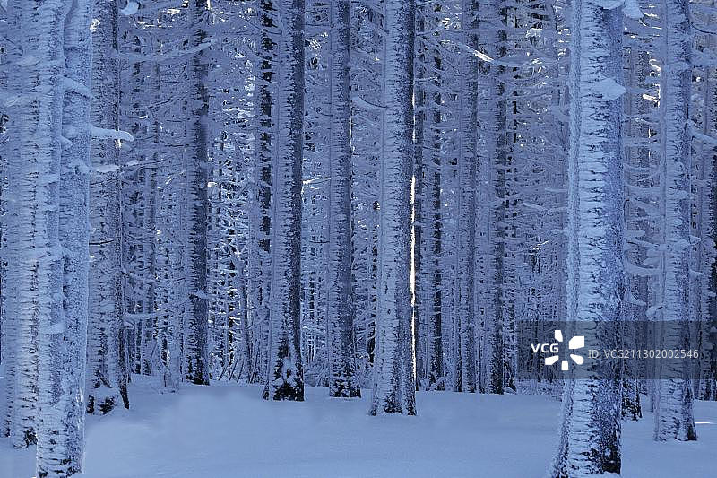 德国萨克森-安哈尔特哈茨山区被雪覆盖的树木图片素材