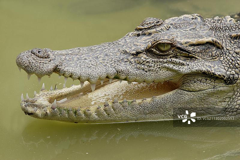 暹罗鳄，在泰国考艾国家公园，亚洲图片素材
