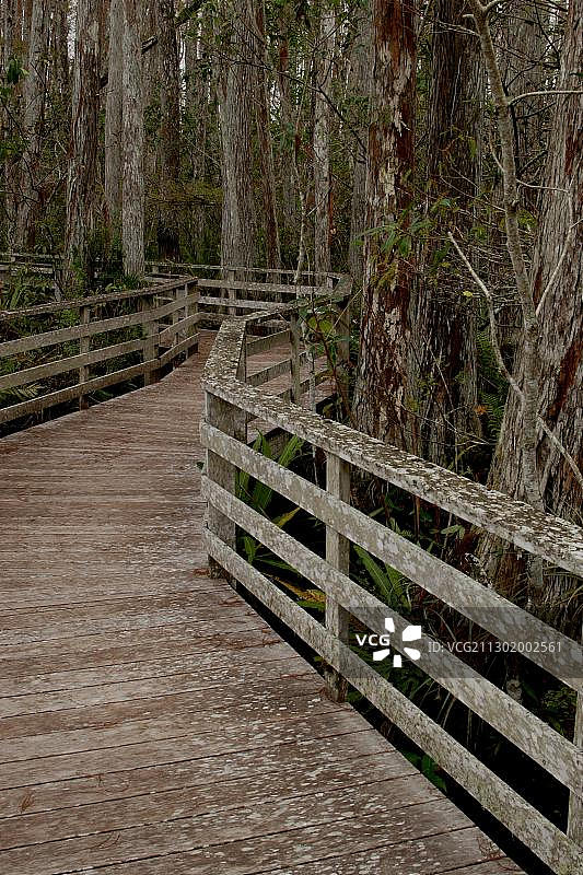 美国佛罗里达州软木塞沼泽保护区的木板路图片素材