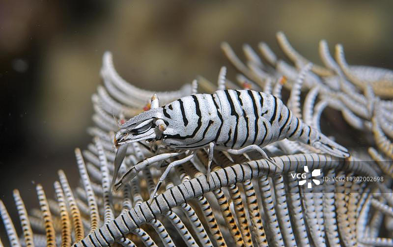 海百合共生虾，菲律宾，亚洲图片素材