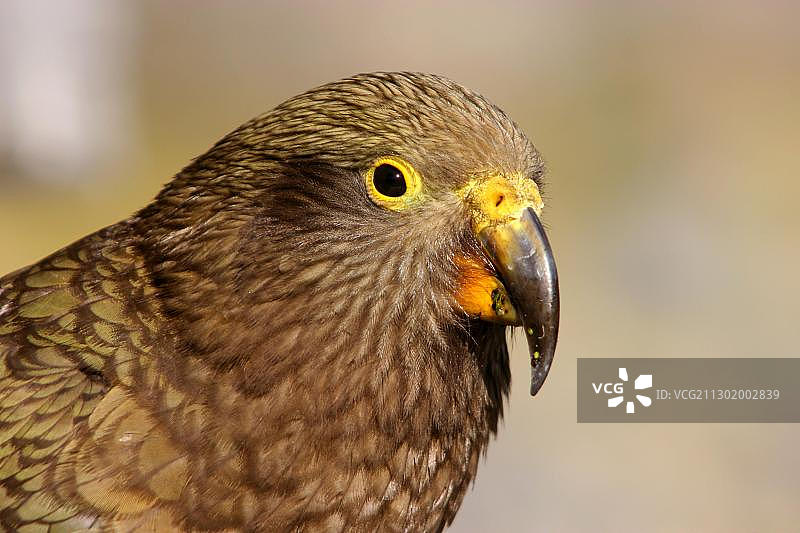 啄羊鹦鹉图片素材